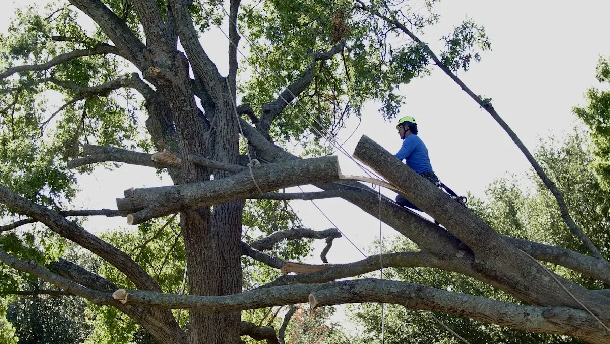Professional Hazardous Tree Removal performed by certified arborists in Meadowlands